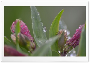 WATER DROPS ON PATTLES Ultra HD Wallpaper for 4K UHD Widescreen Desktop, Lockscreen, Screensaver, TV, Tablet, Smartphone