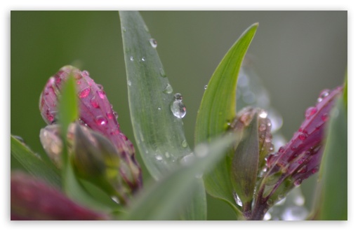 WATER DROPS ON PATTLES UltraHD Wallpaper for Widescreen 16:10 5:3 ; Fullscreen 3:2 ;