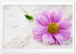 Water Drops On Pink Flower Macro Ultra HD Wallpaper for 4K UHD Widescreen desktop, tablet & smartphone