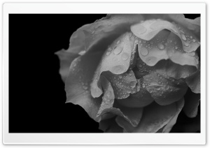 Water Drops on Rose, Black and White 4K UHD Wallpaper for Widescreen and UltraWide Desktop, UltraHD TV, Smartphone, Tablet