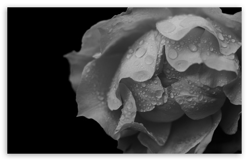 Water Drops on Rose, Black and White UltraHD Wallpaper for UHD 16:9 ; HD 16:9 ; UltraWide 21:9 24:10 32:9 32:10 ; Widescreen 16:10 5:3 ; Fullscreen 4:3 5:4 3:2 ; Tablet 1:1 ; Dual 16:10 5:3 16:9 4:3 5:4 3:2 ;