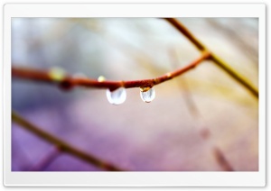 Water Drops on Twig, Macro Ultra HD Wallpaper for 4K UHD Widescreen desktop, tablet & smartphone