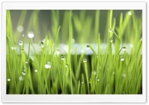 Water Drops Reflection Ultra HD Wallpaper for 4K UHD Widescreen desktop, tablet & smartphone