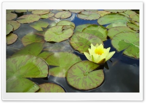 Water flower Ultra HD Wallpaper for 4K UHD Widescreen desktop, tablet & smartphone