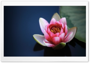 Water Flower Ultra HD Wallpaper for 4K UHD Widescreen desktop, tablet & smartphone