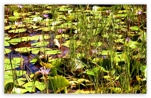 Water Flowers UltraHD Wallpaper for UHD 16:9 ; HD 16:9 ; UltraWide 32:9 32:10 ; Widescreen 16:10 5:3 ; Fullscreen 4:3 5:4 3:2 ; Tablet 1:1 ; Mobile 3:5 3:4 ; Dual 16:10 5:3 16:9 4:3 5:4 ;