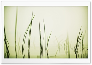 Water Grass Ultra HD Wallpaper for 4K UHD Widescreen desktop, tablet & smartphone