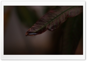 Water Leaf Ultra HD Wallpaper for 4K UHD Widescreen desktop, tablet & smartphone