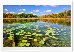 Water Lilies Leaves Ultra HD Wallpaper for 4K UHD Widescreen desktop, tablet & smartphone