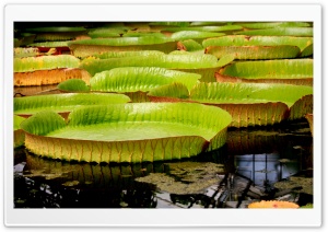 Water Liliy Ultra HD Wallpaper for 4K UHD Widescreen desktop, tablet & smartphone