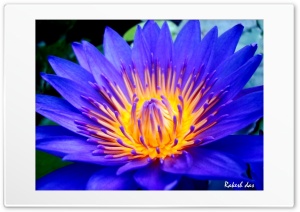 water lily Ultra HD Wallpaper for 4K UHD Widescreen desktop, tablet & smartphone