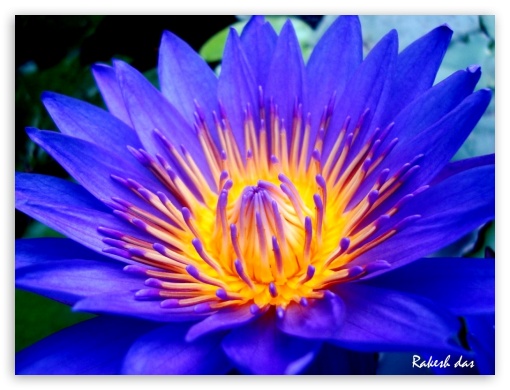 water lily UltraHD Wallpaper for Fullscreen 4:3 ;