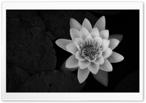 Water Lily Black and White Ultra HD Wallpaper for 4K UHD Widescreen desktop, tablet & smartphone
