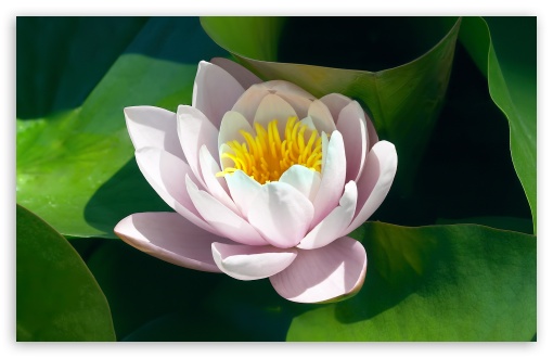 Water Lily Flower UltraHD Wallpaper for Wide 16:10 5:3 Widescreen WHXGA WQXGA WUXGA WXGA WGA ; 8K UHD TV 16:9 Ultra High Definition 2160p 1440p 1080p 900p 720p ; Standard 4:3 5:4 3:2 Fullscreen UXGA XGA SVGA QSXGA SXGA DVGA HVGA HQVGA ( Apple PowerBook G4 iPhone 4 3G 3GS iPod Touch ) ; Tablet 1:1 ; iPad 1/2/Mini ; Mobile 4:3 5:3 3:2 16:9 5:4 - UXGA XGA SVGA WGA DVGA HVGA HQVGA ( Apple PowerBook G4 iPhone 4 3G 3GS iPod Touch ) 2160p 1440p 1080p 900p 720p QSXGA SXGA ;