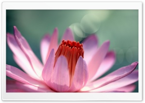 Water Lily Flower Ultra HD Wallpaper for 4K UHD Widescreen desktop, tablet & smartphone