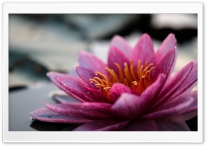 Water Lily Flower Close-up Ultra HD Wallpaper for 4K UHD Widescreen desktop, tablet & smartphone