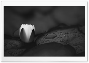 Water Lily, Monochrome Ultra HD Wallpaper for 4K UHD Widescreen desktop, tablet & smartphone