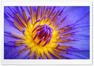 Water Lily Pollen Ultra HD Wallpaper for 4K UHD Widescreen desktop, tablet & smartphone