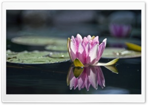 Water Lily Reflection Ultra HD Wallpaper for 4K UHD Widescreen desktop, tablet & smartphone