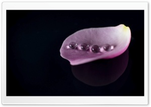 Water Pearls 4K UHD Wallpaper for Widescreen and UltraWide Desktop, UltraHD TV, Smartphone, Tablet