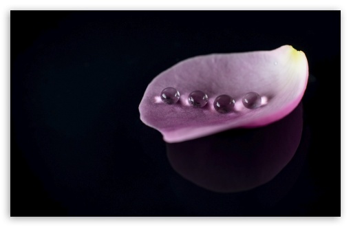 Water Pearls 4K UHD Wallpaper for Widescreen and UltraWide Desktop, UltraHD TV, Smartphone, Tablet Water Pearls UltraHD Wallpaper for UHD 16:9 ; HD 16:9 ; UltraWide 21:9 24:10 32:9 32:10 ; Widescreen 16:10 5:3 ; Fullscreen 4:3 5:4 3:2 ; Tablet 1:1 ; Dual 16:10 5:3 16:9 4:3 5:4 3:2 ;