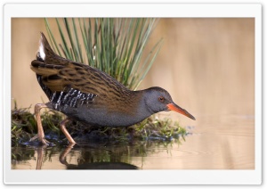 Water Rail Rallus Aquaticus Foraging Near The Water Zuid Holland Netherlands Ultra HD Wallpaper for 4K UHD Widescreen Desktop, Lockscreen, Screensaver, TV, Tablet, Smartphone