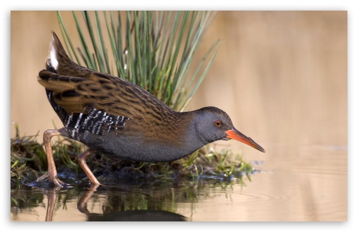 Water Rail Rallus Aquaticus Foraging Near The Water Zuid Holland Netherlands UltraHD Wallpaper for HD 16:9 ; Widescreen 16:10 5:3 ; Fullscreen 4:3 5:4 3:2 ;