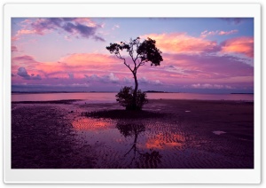 Water Tree Ultra HD Wallpaper for 4K UHD Widescreen desktop, tablet & smartphone