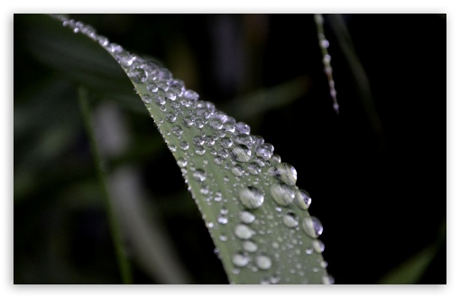 Waterdrops on a Leaf UltraHD Wallpaper for UHD 16:9 2160p 1440p 1080p 900p 720p ; 8K UHD TV 16:9 Ultra High Definition 2160p 1440p 1080p 900p 720p ; Widescreen 16:10 5:3 WHXGA WQXGA WUXGA WXGA WGA ; Fullscreen 4:3 5:4 3:2 UXGA XGA SVGA QSXGA SXGA DVGA HVGA HQVGA ( Apple PowerBook G4 iPhone 4 3G 3GS iPod Touch ) ; Tablet 1:1 ; Mobile 3:4 - ;