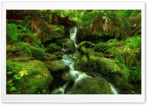 Waterfall Ferns Moss Ultra HD Wallpaper for 4K UHD Widescreen desktop, tablet & smartphone