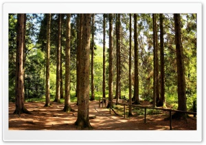 Way Through The Woods Ultra HD Wallpaper for 4K UHD Widescreen desktop, tablet & smartphone