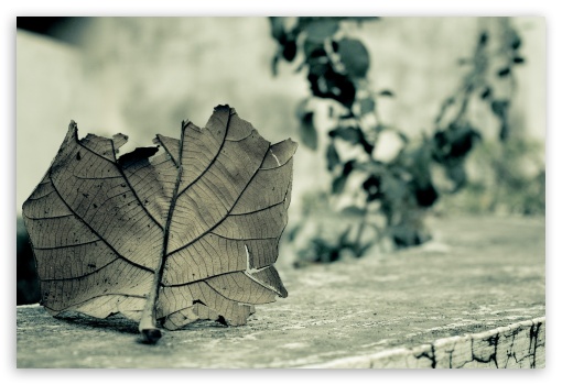 Weathered Leaf UltraHD Wallpaper for Fullscreen 3:2 DVGA HVGA HQVGA ( Apple PowerBook G4 iPhone 4 3G 3GS iPod Touch ) ;