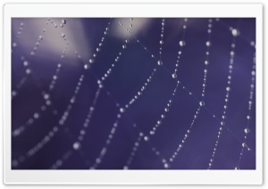 Web Dew Ultra HD Wallpaper for 4K UHD Widescreen desktop, tablet & smartphone