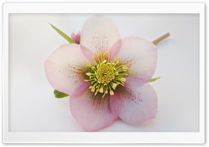 Wedding Flower - Helleborus Ultra HD Wallpaper for 4K UHD Widescreen desktop, tablet & smartphone