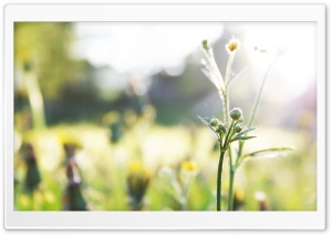 Weeds Bokeh Ultra HD Wallpaper for 4K UHD Widescreen desktop, tablet & smartphone