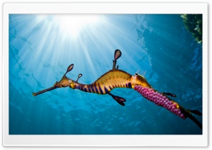 Weedy Sea Dragon Ultra HD Wallpaper for 4K UHD Widescreen desktop, tablet & smartphone
