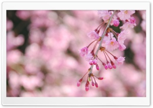 Weeping Cherry Tree Ultra HD Wallpaper for 4K UHD Widescreen desktop, tablet & smartphone