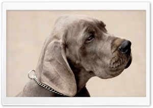 Weimaraner Dog Ultra HD Wallpaper for 4K UHD Widescreen desktop, tablet & smartphone