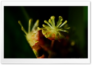 Weird Flowers Ultra HD Wallpaper for 4K UHD Widescreen desktop, tablet & smartphone