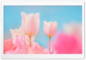 Welcome Spring Ultra HD Wallpaper for 4K UHD Widescreen desktop, tablet & smartphone