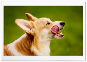 Welsh Corgi Dog Appetite Ultra HD Wallpaper for 4K UHD Widescreen desktop, tablet & smartphone