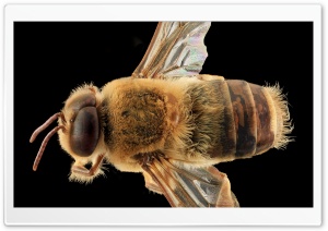 Western Honey Bee Macro, Apis Mellifera Ultra HD Wallpaper for 4K UHD Widescreen desktop, tablet & smartphone