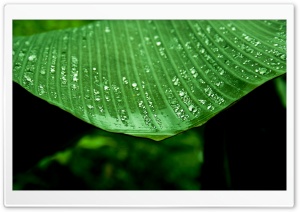 Wet Banana Tree Leaf Ultra HD Wallpaper for 4K UHD Widescreen desktop, tablet & smartphone
