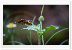 Wet Bee Ultra HD Wallpaper for 4K UHD Widescreen desktop, tablet & smartphone