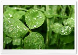 Wet Clover Ultra HD Wallpaper for 4K UHD Widescreen Desktop, Lockscreen, Screensaver, TV, Tablet, Smartphone