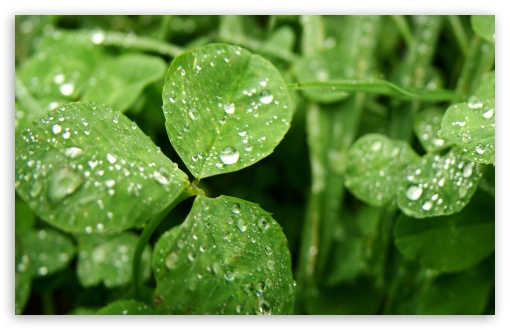 Wet Clover UltraHD Wallpaper for HD 16:9 ; Widescreen 16:10 5:3 ; Fullscreen 4:3 5:4 3:2 ; Tablet 1:1 ; Mobile 3:5 3:4 ; Dual 16:10 5:3 16:9 4:3 5:4 ;