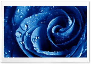 Wet Drops Blue Rose Ultra HD Wallpaper for 4K UHD Widescreen desktop, tablet & smartphone