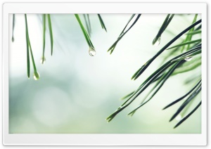 Wet Fir Tree Needles Ultra HD Wallpaper for 4K UHD Widescreen desktop, tablet & smartphone