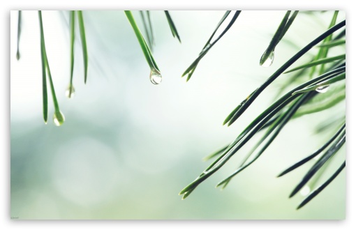 Wet Fir Tree Needles UltraHD Wallpaper for Wide 16:10 5:3 Widescreen WHXGA WQXGA WUXGA WXGA WGA ; 8K UHD TV 16:9 Ultra High Definition 2160p 1440p 1080p 900p 720p ; Standard 3:2 Fullscreen DVGA HVGA HQVGA ( Apple PowerBook G4 iPhone 4 3G 3GS iPod Touch ) ; Tablet 1:1 ; iPad 1/2/Mini ; Mobile 4:3 5:3 3:2 16:9 - UXGA XGA SVGA WGA DVGA HVGA HQVGA ( Apple PowerBook G4 iPhone 4 3G 3GS iPod Touch ) 2160p 1440p 1080p 900p 720p ;