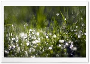 Wet Grass Ultra HD Wallpaper for 4K UHD Widescreen desktop, tablet & smartphone